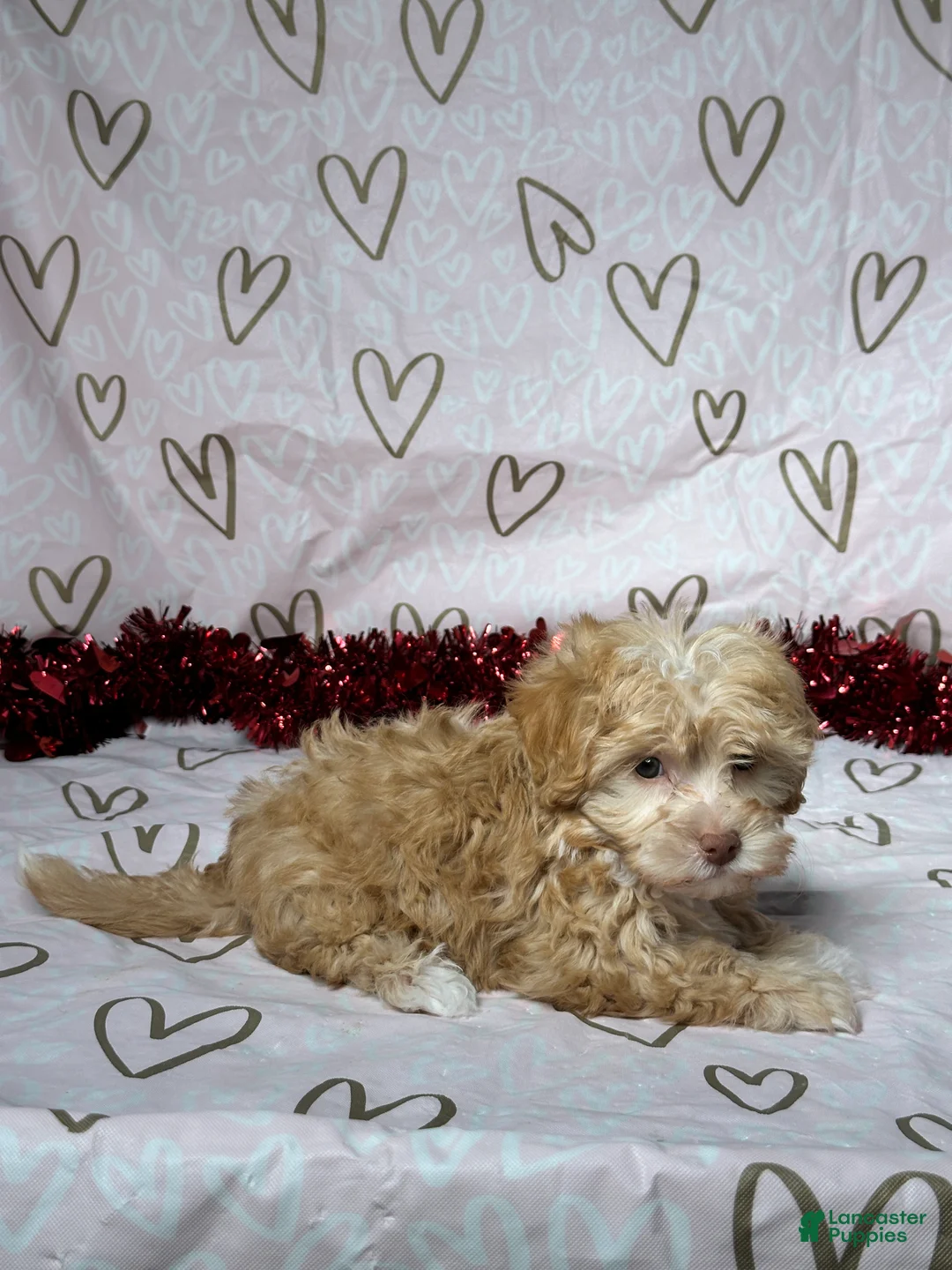 Havapoo dogs for sale: Reed - Ad 5