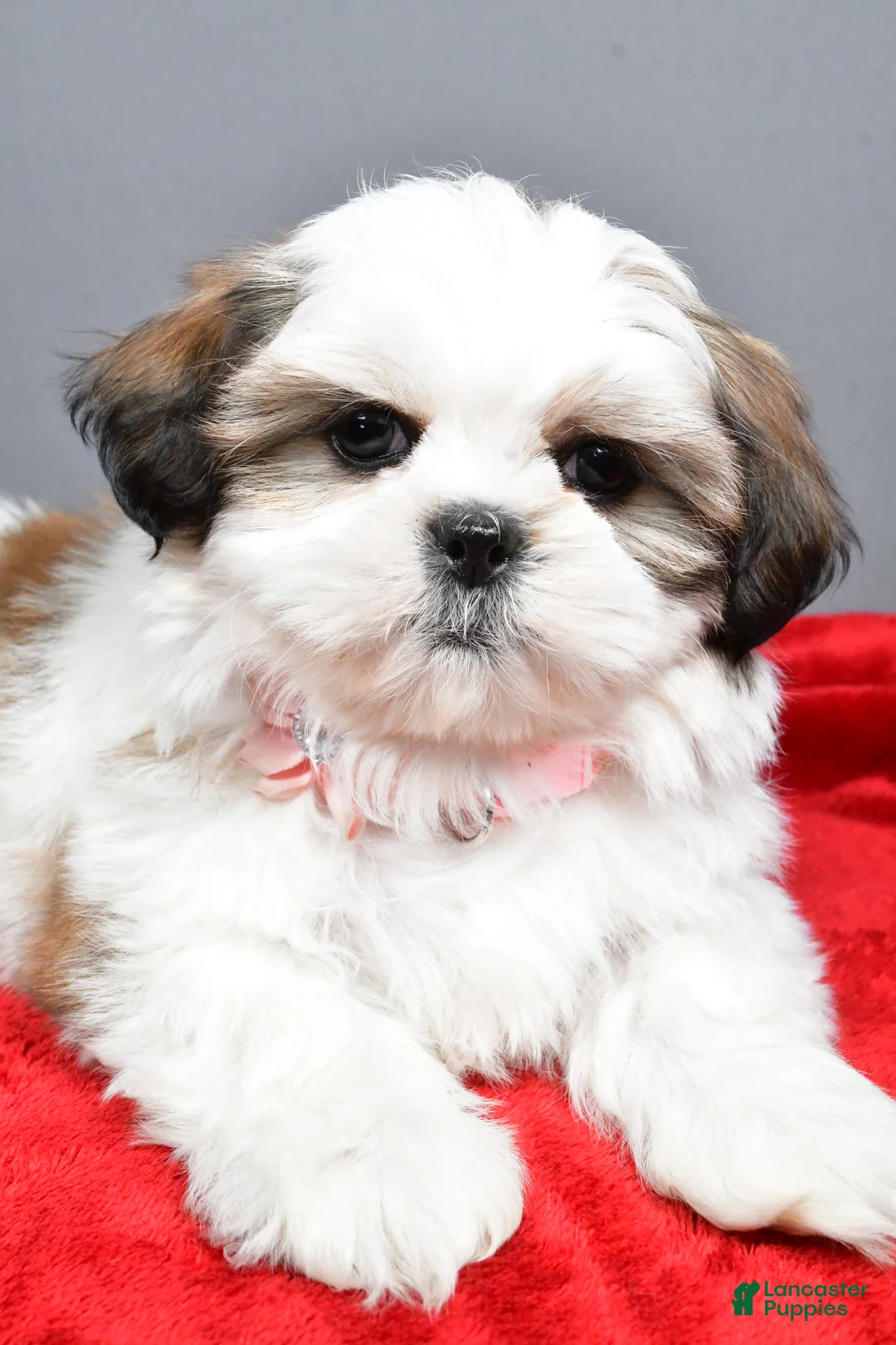 Shih Tzu dogs for sale: Arianna - Ad 4