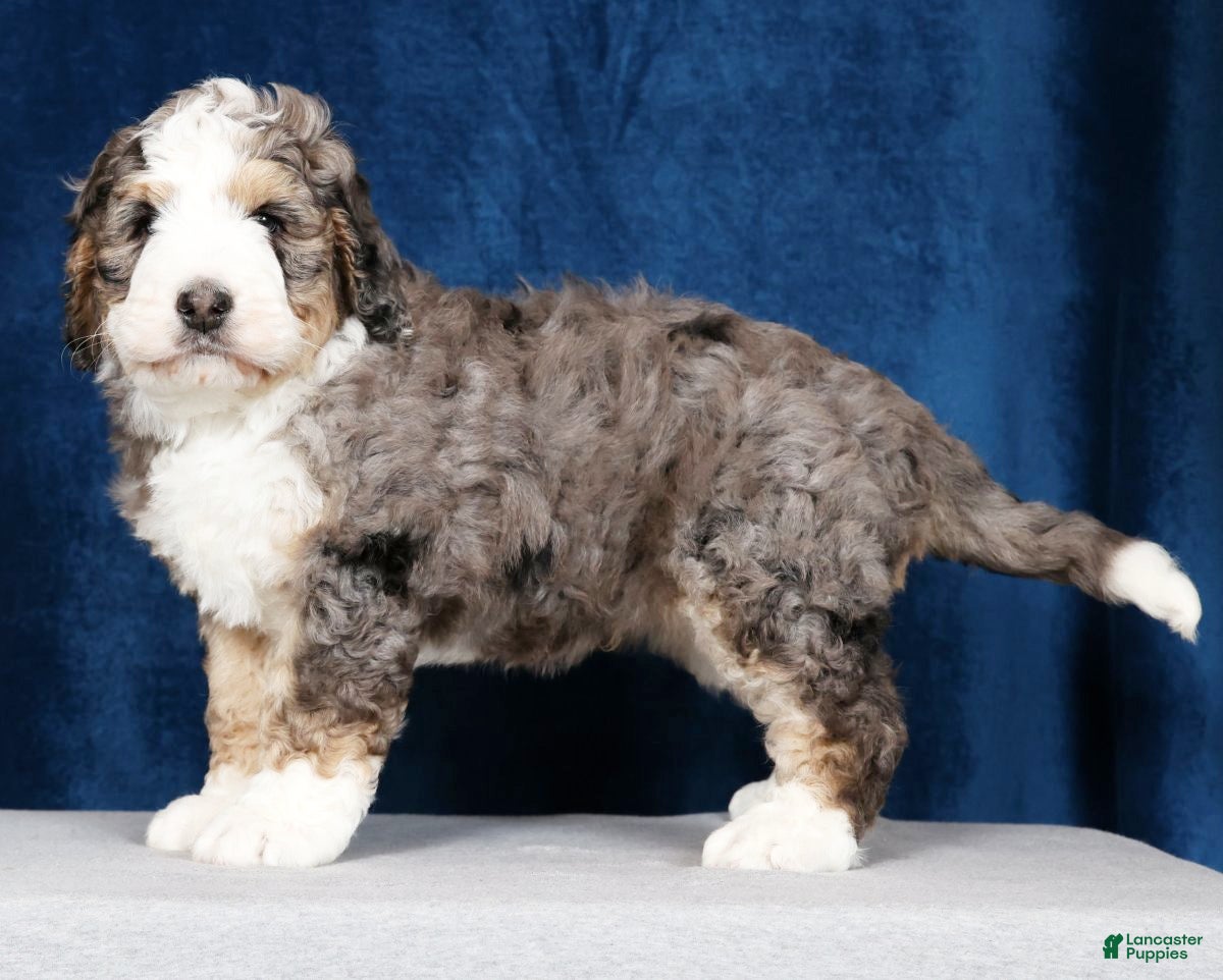 Bernedoodle dogs Jet - Ad 1