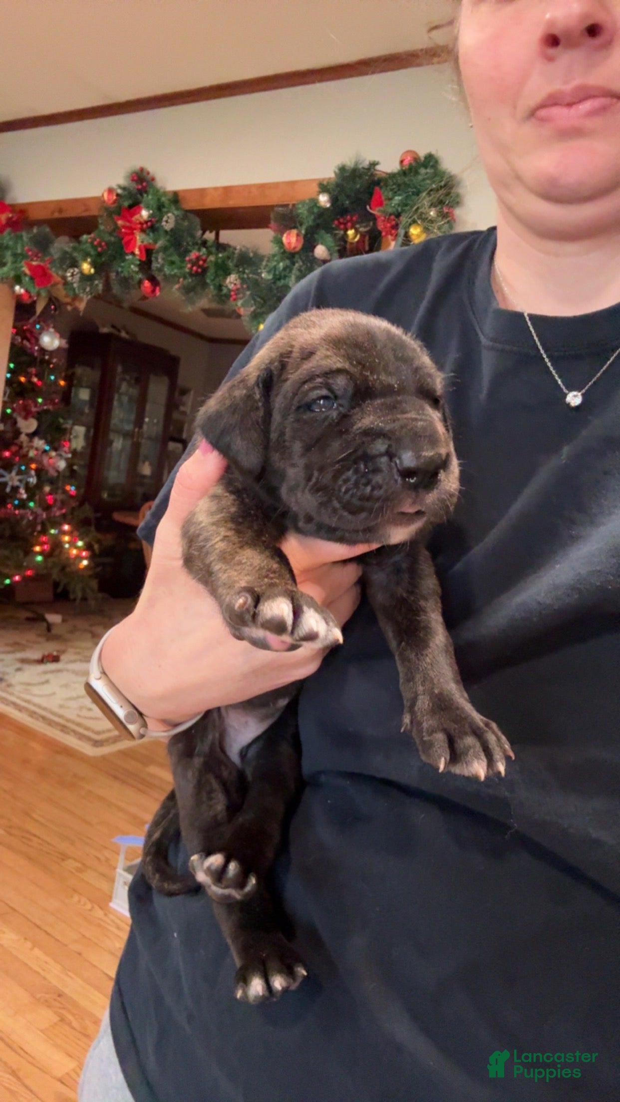 Great Dane dogs Girl black - Ad 22