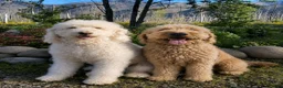 Double Doodle dogs for sale: River - F2 Double Doodle - Ad 4