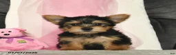Yorkshire Terrier dogs for sale: Loretta  - Ad 3