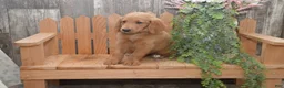 Goldendoodle dogs for sale: Skipper - Ad 3