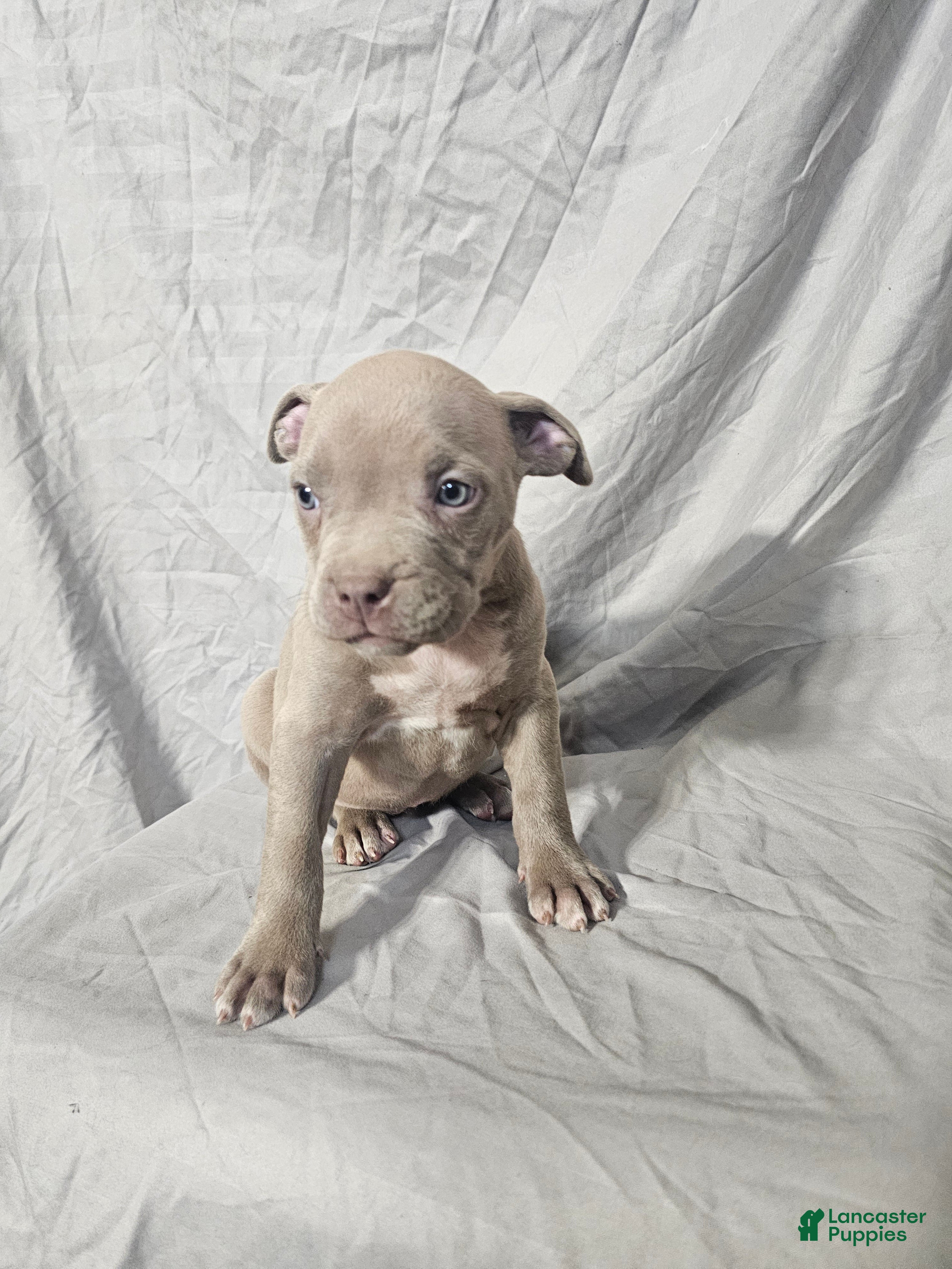 American Bully dogs DJ - Lilac - Ad 18