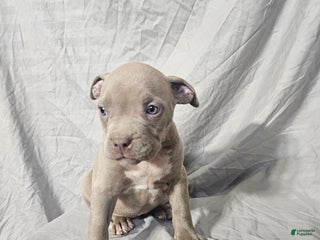 American Bully dogs DJ - Lilac - Ad 38