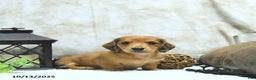 Miniature Dachshund dogs for sale: Asher - Ad 17