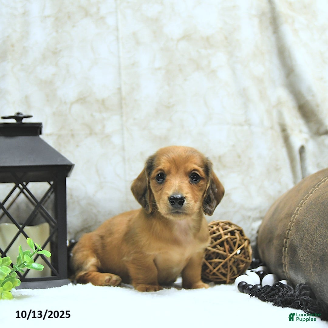 Miniature Dachshund dogs for sale: Asher - Ad 17