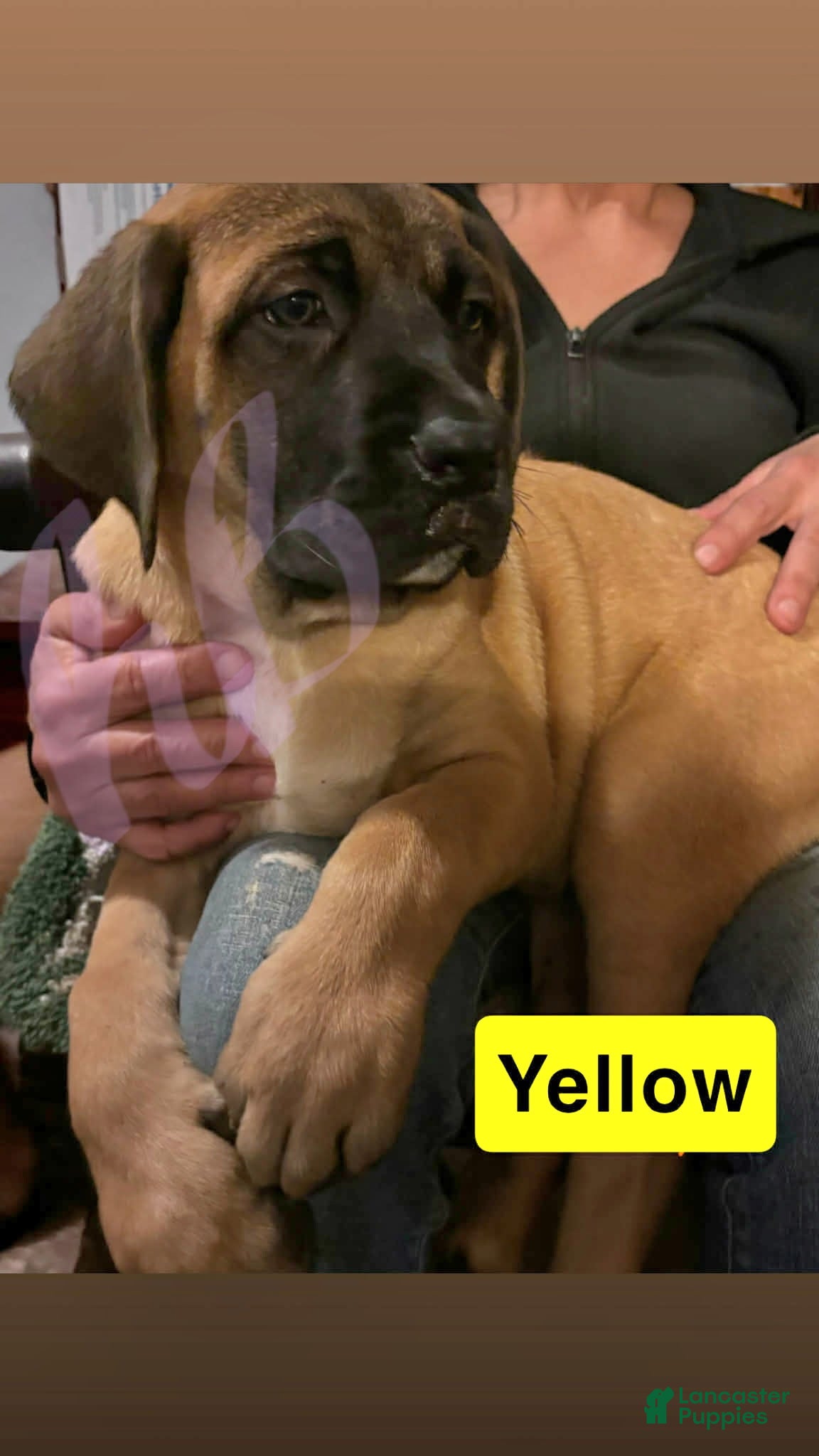 English Mastiff dogs English Mastiff Puppy 4 - Ad 36