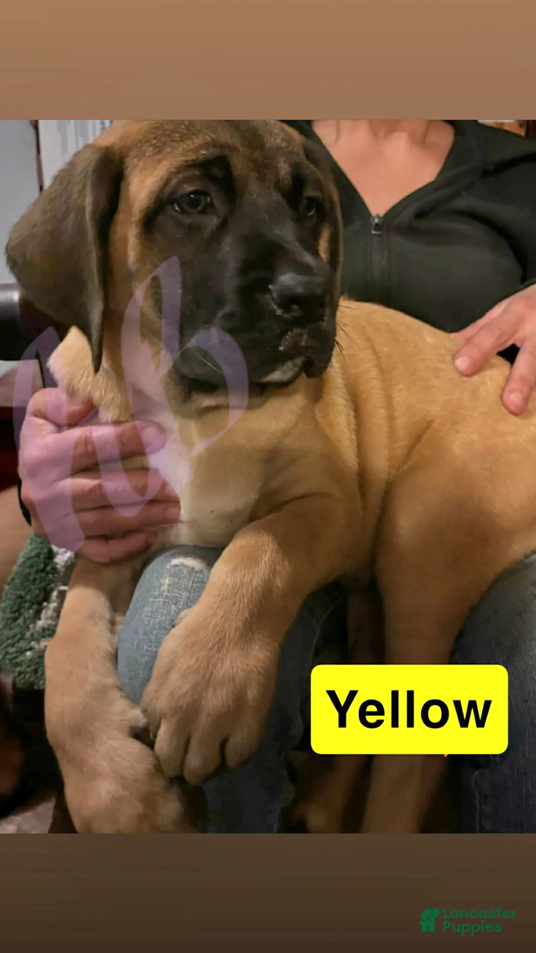 English Mastiff dogs for sale: English Mastiff Puppy 4 - Ad 1