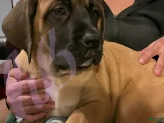 English Mastiff dogs English Mastiff Puppy 4 - Ad 13