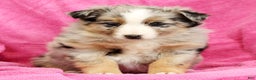Miniature Australian Shepherd dogs for sale: Shelby - Ad 6