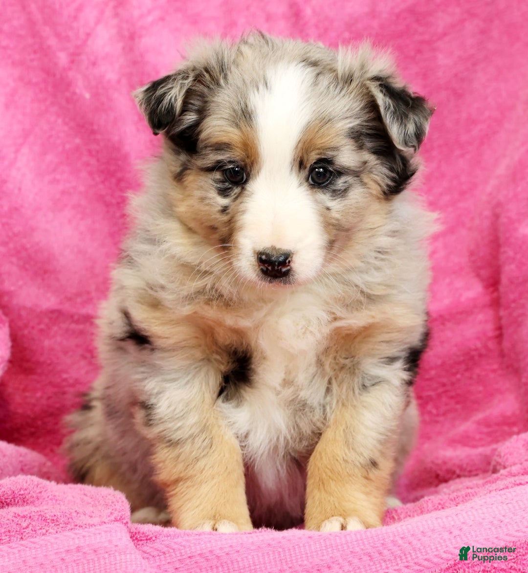 Miniature Australian Shepherd dogs for sale: Shelby - Ad 6
