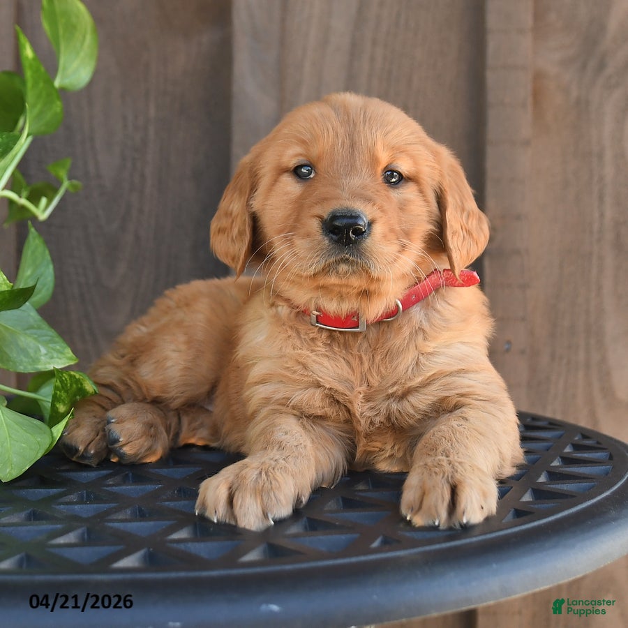 Golden Retriever dogs Raelynn - Ad 1