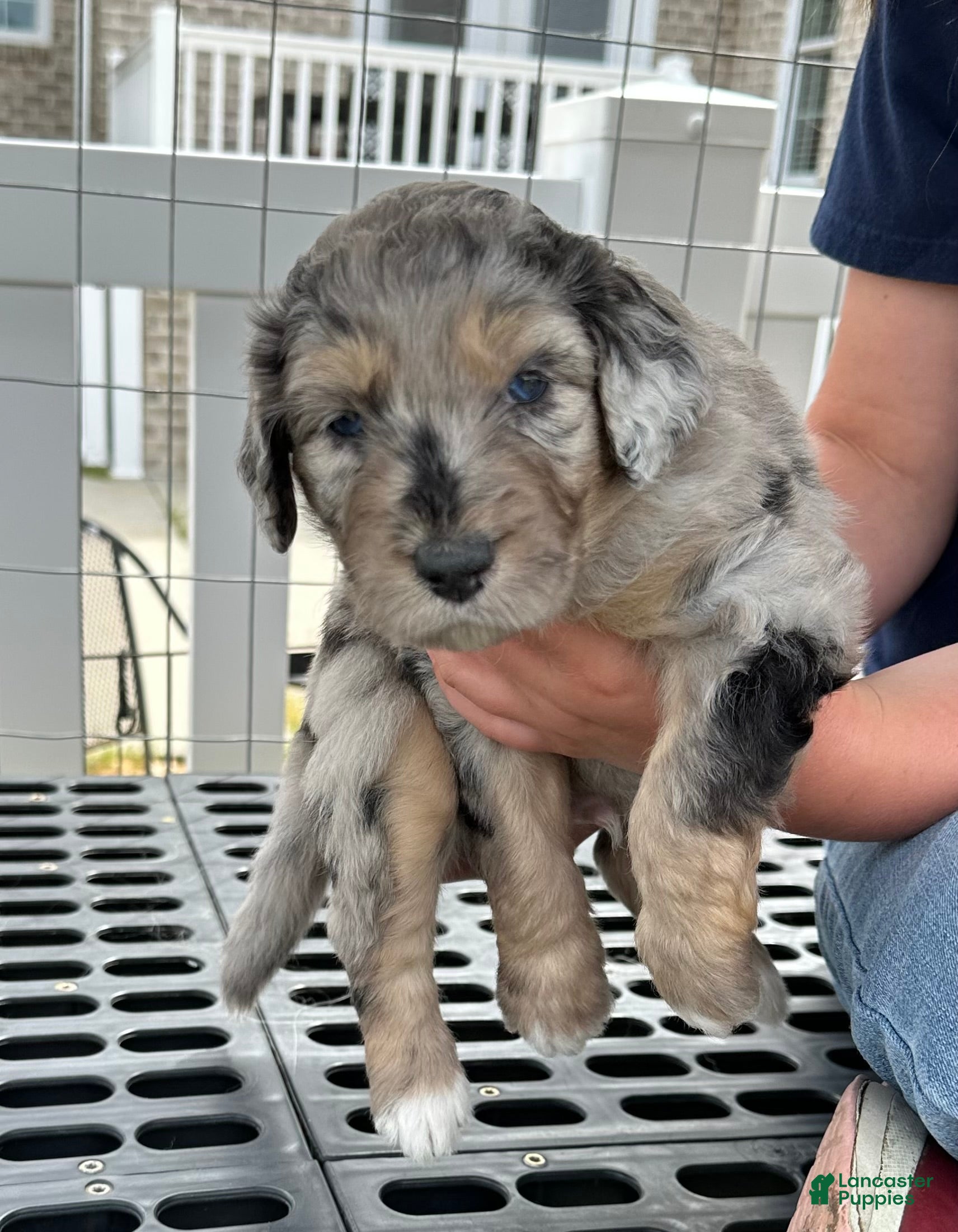 Aussiedoodle dogs Aussiedoodle Puppy 2 - Ad 7