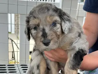 Aussiedoodle dogs Aussiedoodle Puppy 2 - Ad 7