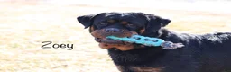 Rottweiler dogs for sale: Azor  - Ad 4