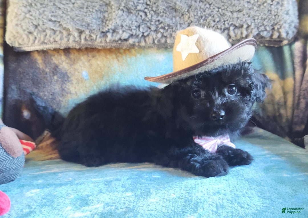Maltipoo dogs for sale: Archie - Ad 7