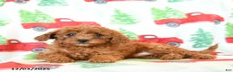 Cavapoo dogs for sale: Carrot - Ad 3