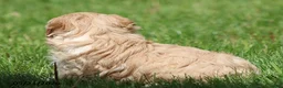 Miniature Poodle dogs for sale: Millie - Ad 6