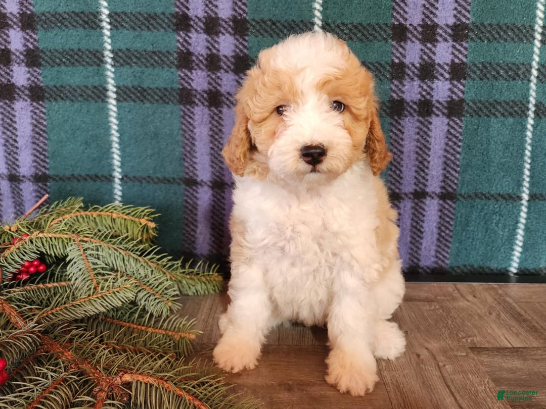 Mini Goldendoodle dogs for sale: Oma - Ad 3
