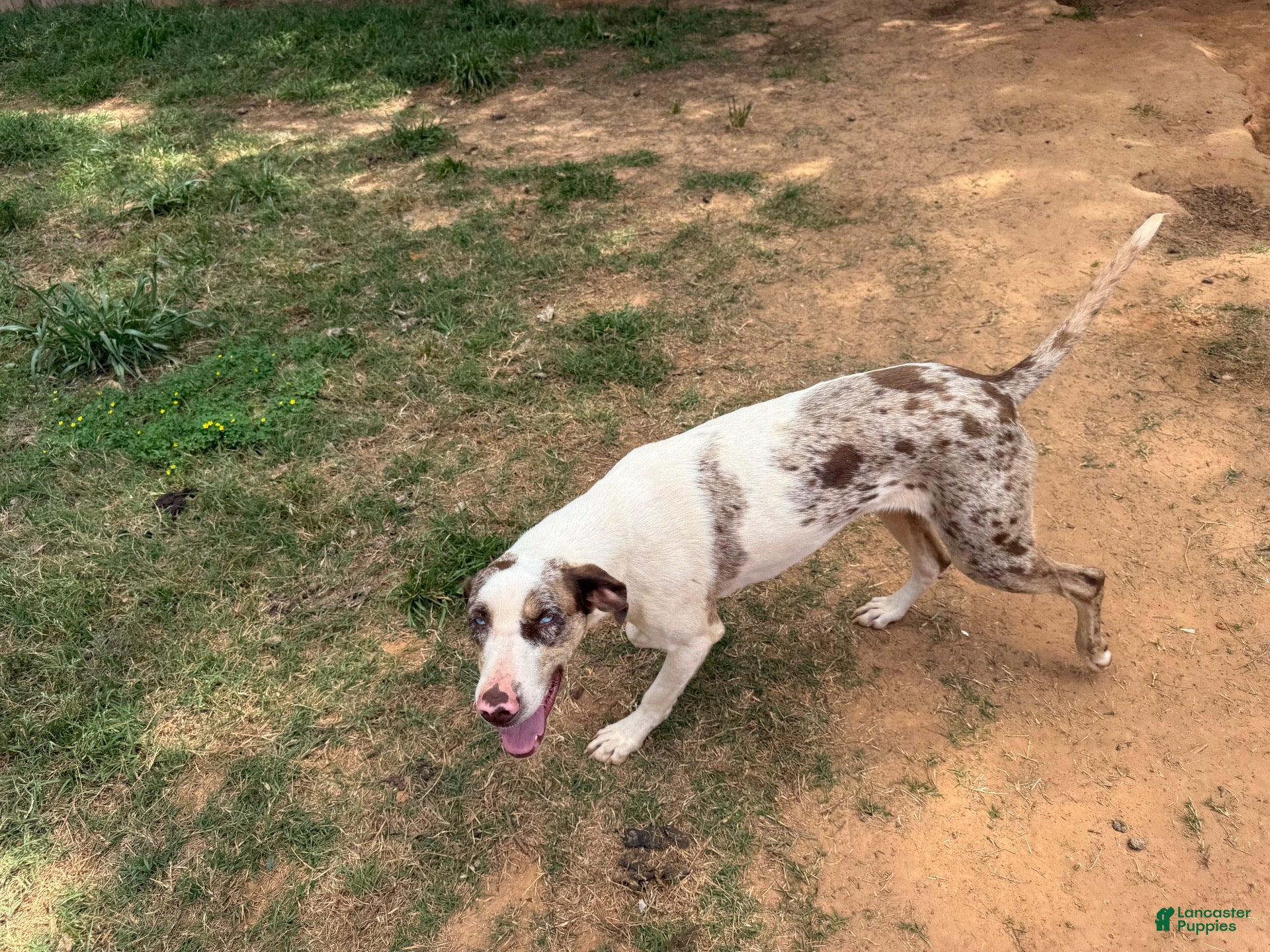 Catahoula Leopard Dog dogs for sale: Wesson aka Theo - Ad 2