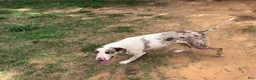 Catahoula Leopard Dog dogs for sale: Arrow - Ad 5