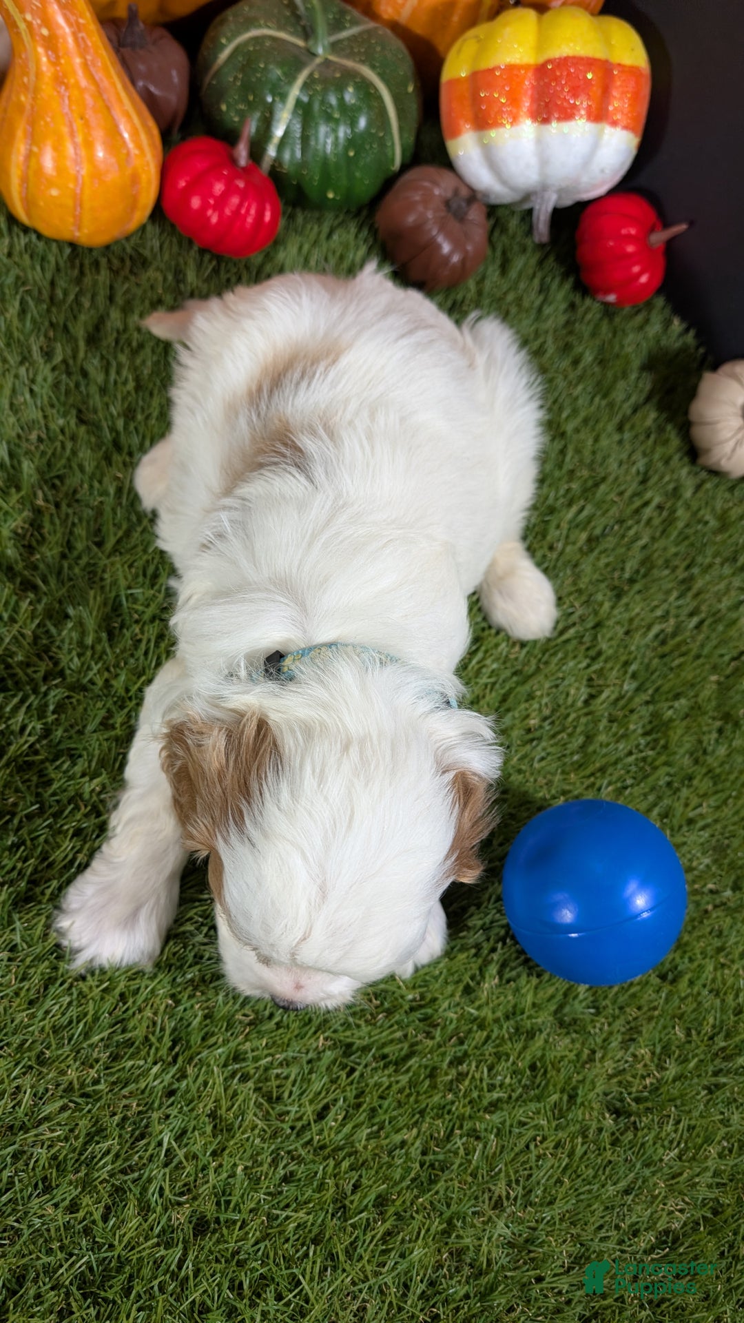 Cavapoo dogs for sale: Cavapoo Puppy 1 - Ad 3