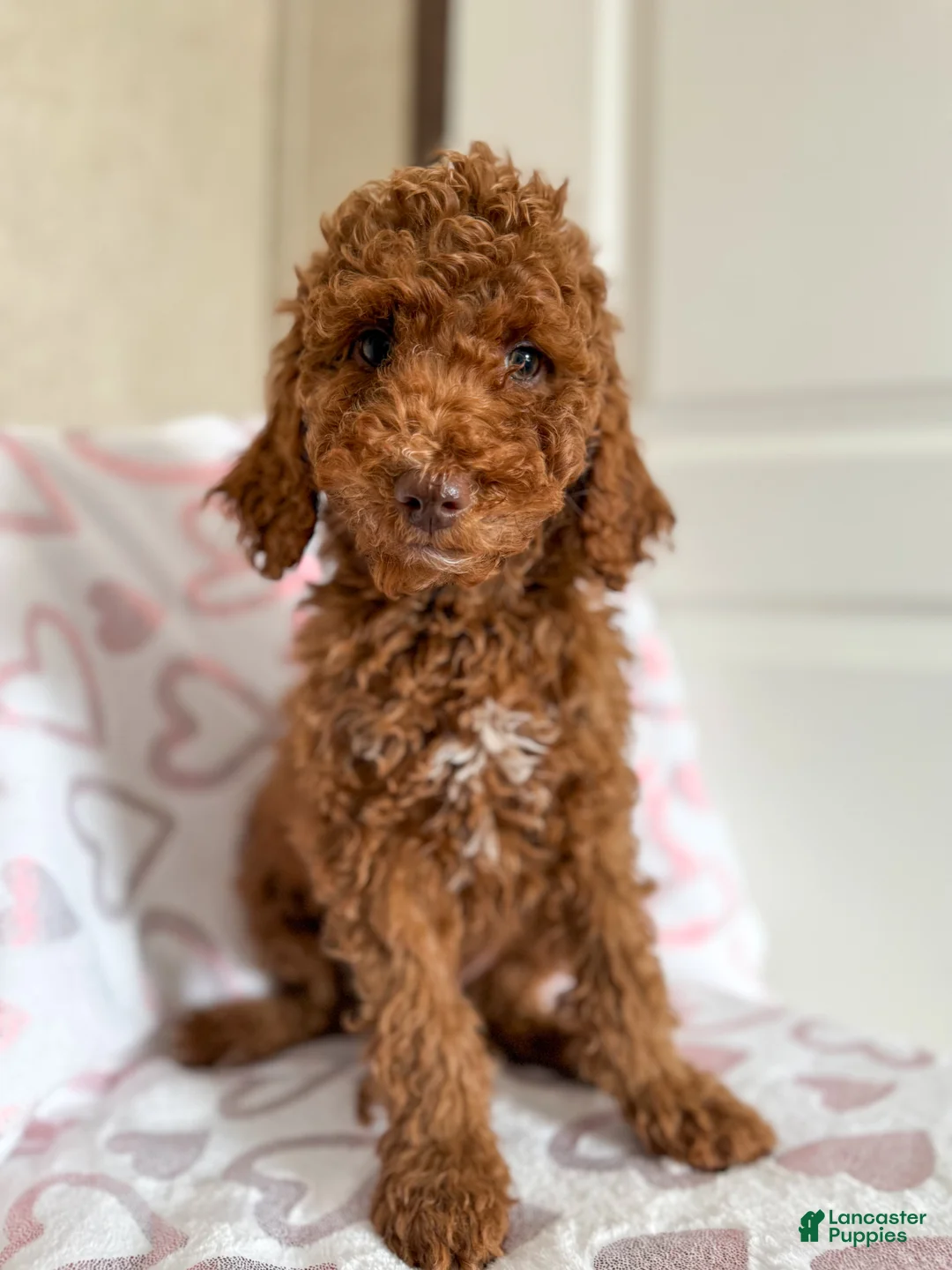 Goldendoodle dogs for sale: Stu Lou  - Ad 2