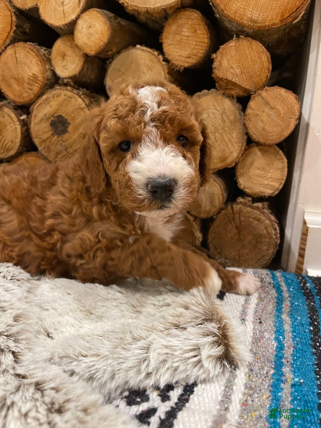 Gallery Image {{count}}