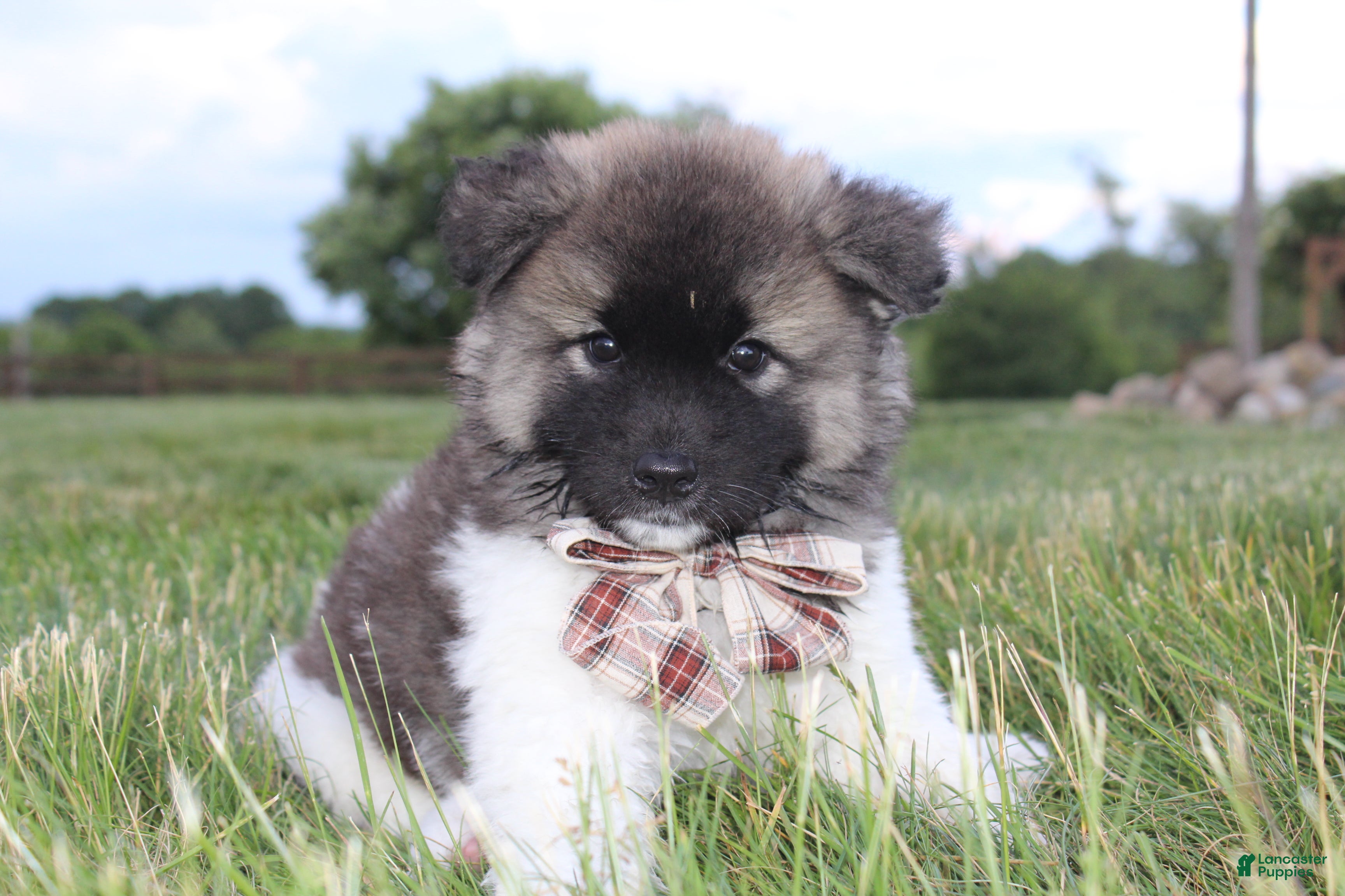 Akita dogs AKC Riley - Ad 1