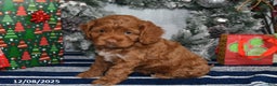 Cockapoo dogs for sale: Alice - Ad 3