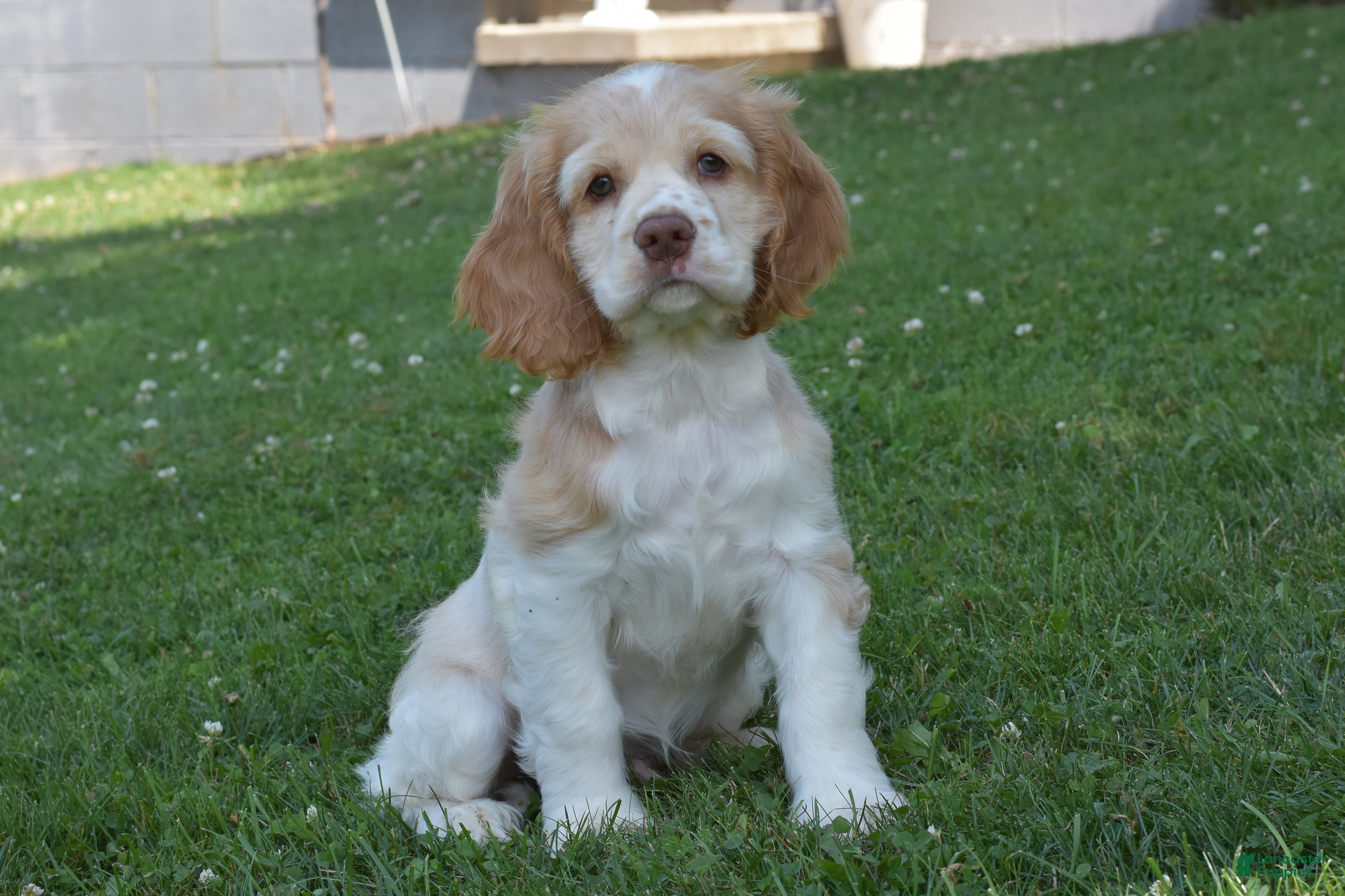 Cocker Spaniel dogs Georgie - Ad 1