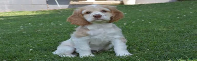 Georgie