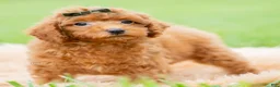 Toy Poodle dogs for sale: Roku AKC - Ad 2