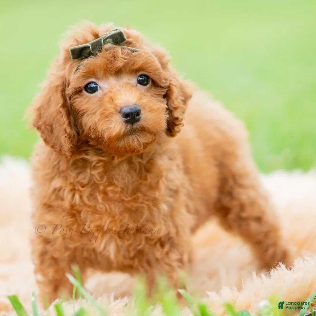 Toy Poodle dogs for sale: Roku AKC - Ad 2