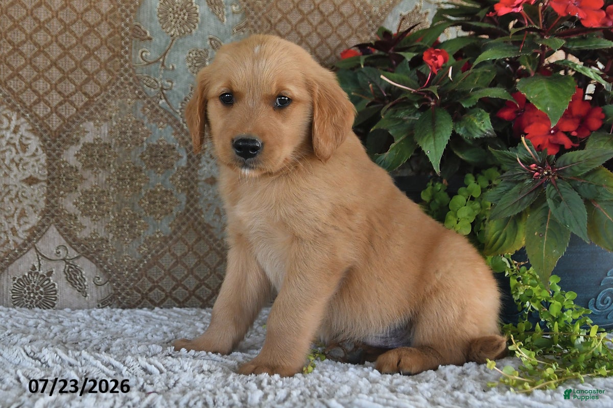 Golden Retriever dogs Dozer - Ad 1