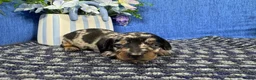 Miniature Dachshund dogs for sale: Miniature Dachshund 3 - Ad 3