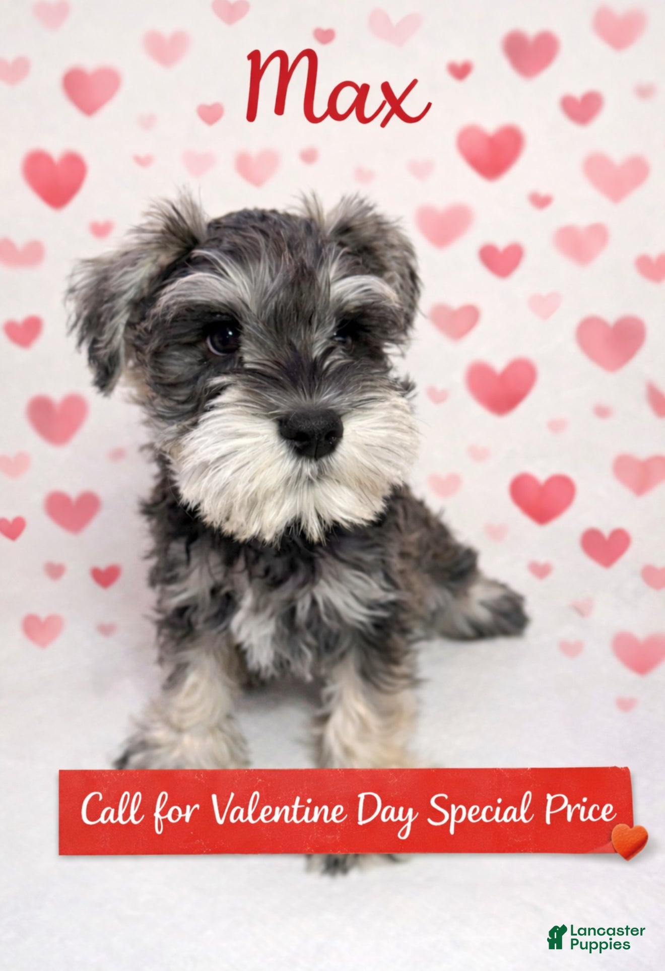 Miniature Schnauzer dogs Miniature Schnauzer Puppy 1 - Ad 33