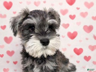 Miniature Schnauzer dogs Miniature Schnauzer Puppy 1 - Ad 33