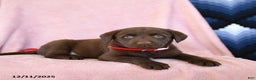 Labrador Retriever dogs for sale: Abel - Ad 2