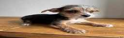 Chorkie dogs for sale: Lenny - Ad 7
