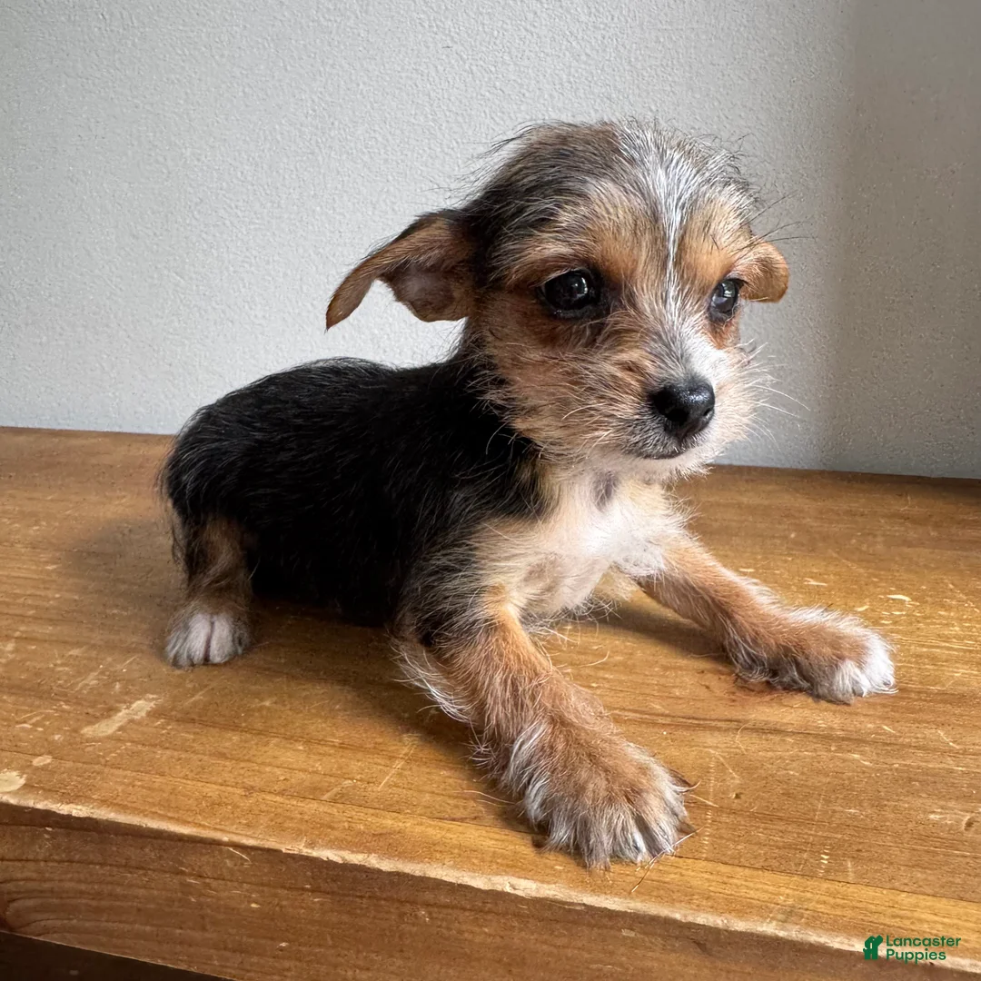 Chorkie dogs for sale: Lenny - Ad 7