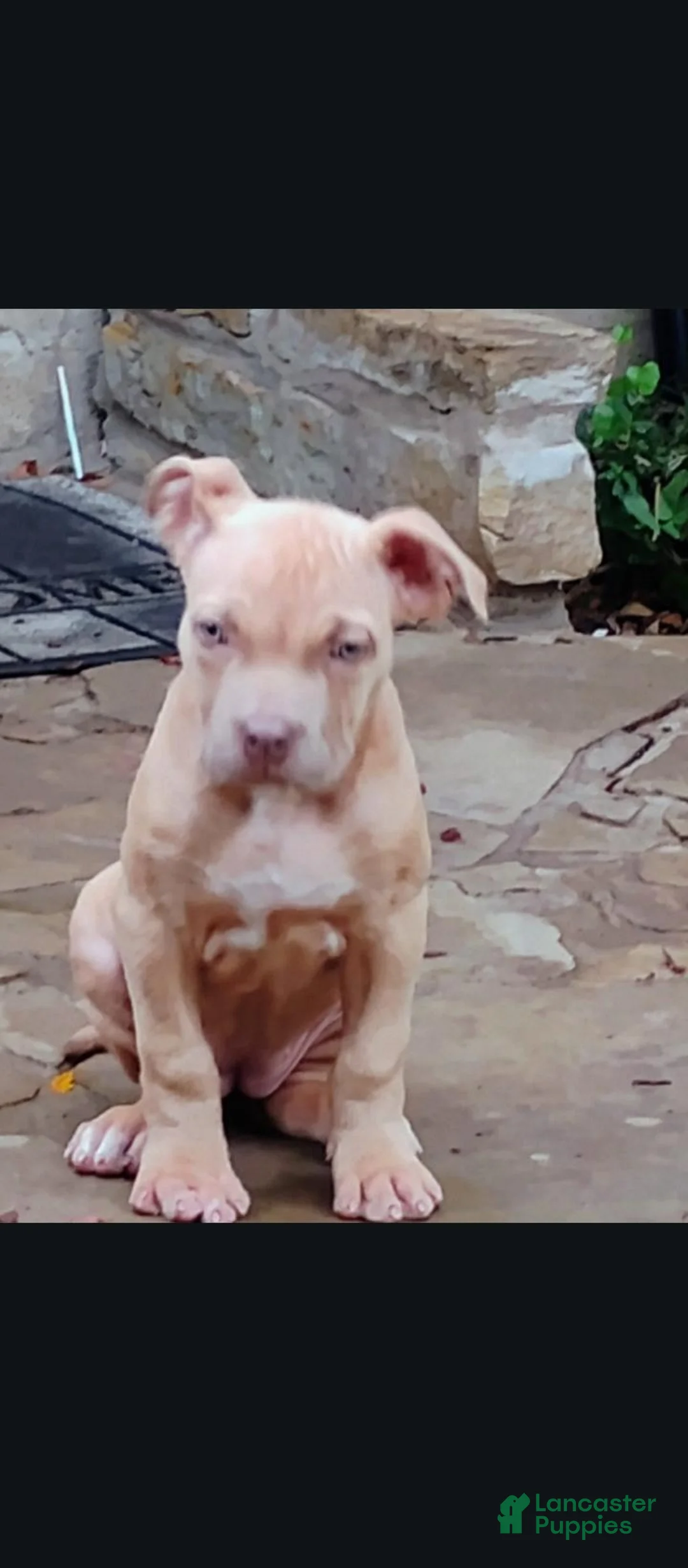 Staffordshire Bull Terrier dogs for sale: XL bully - Ad 2