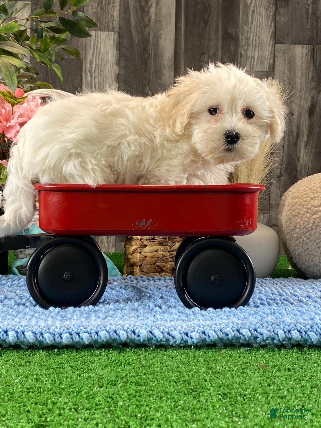 Coton De Tulear dogs for sale: Charlotte  - Ad 3
