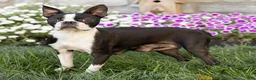 Boston Terrier dogs for sale: Jules Boston Terrier  - Ad 6