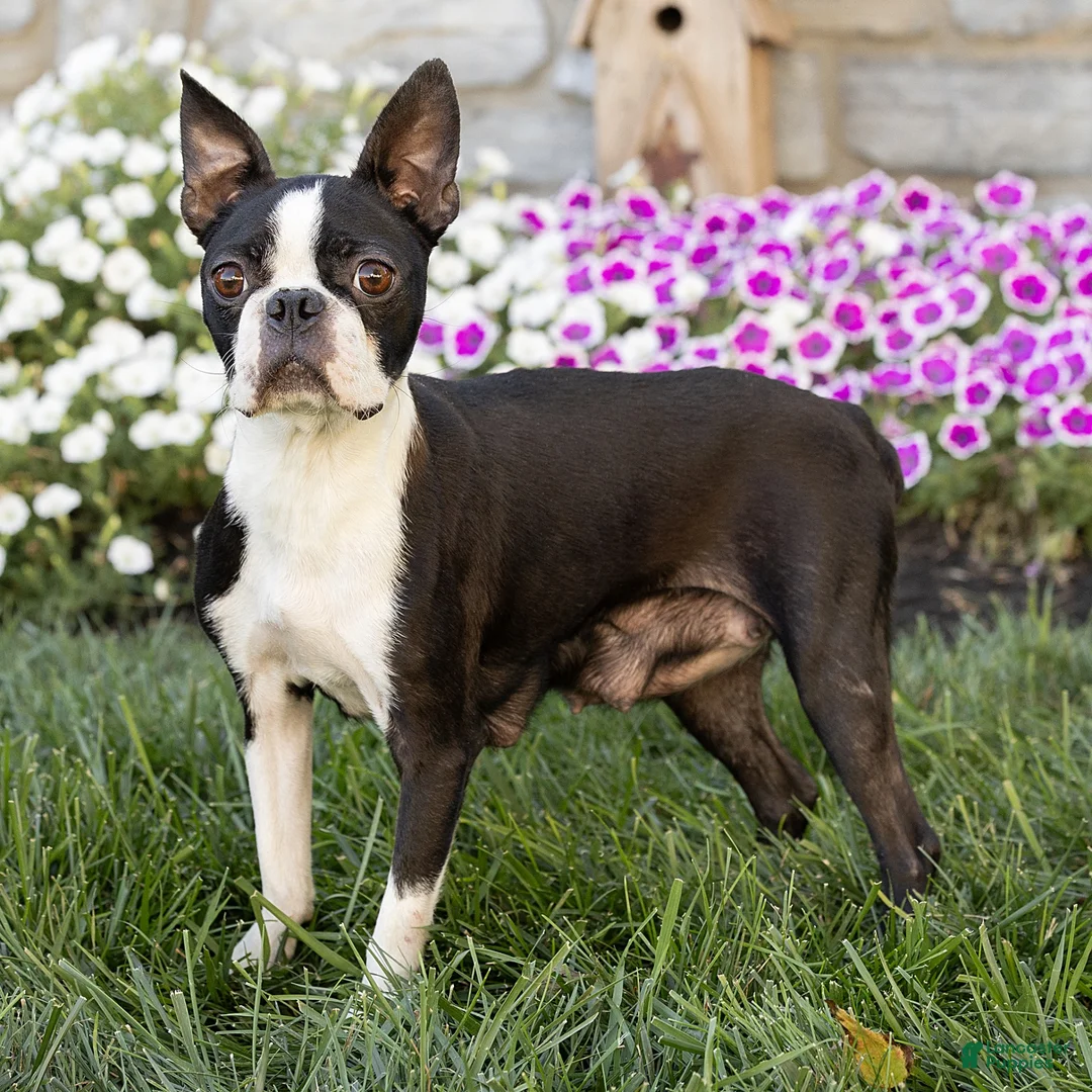 Boston Terrier dogs for sale: Jules Boston Terrier  - Ad 6