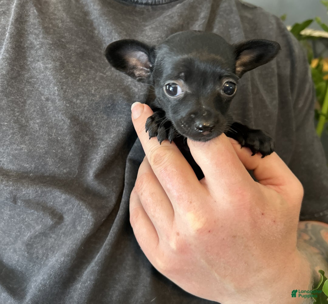 Mixed Breed dogs for sale: Tropical Night - Ad 4