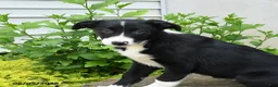 Border Collie dogs for sale: Humperdink - Ad 2