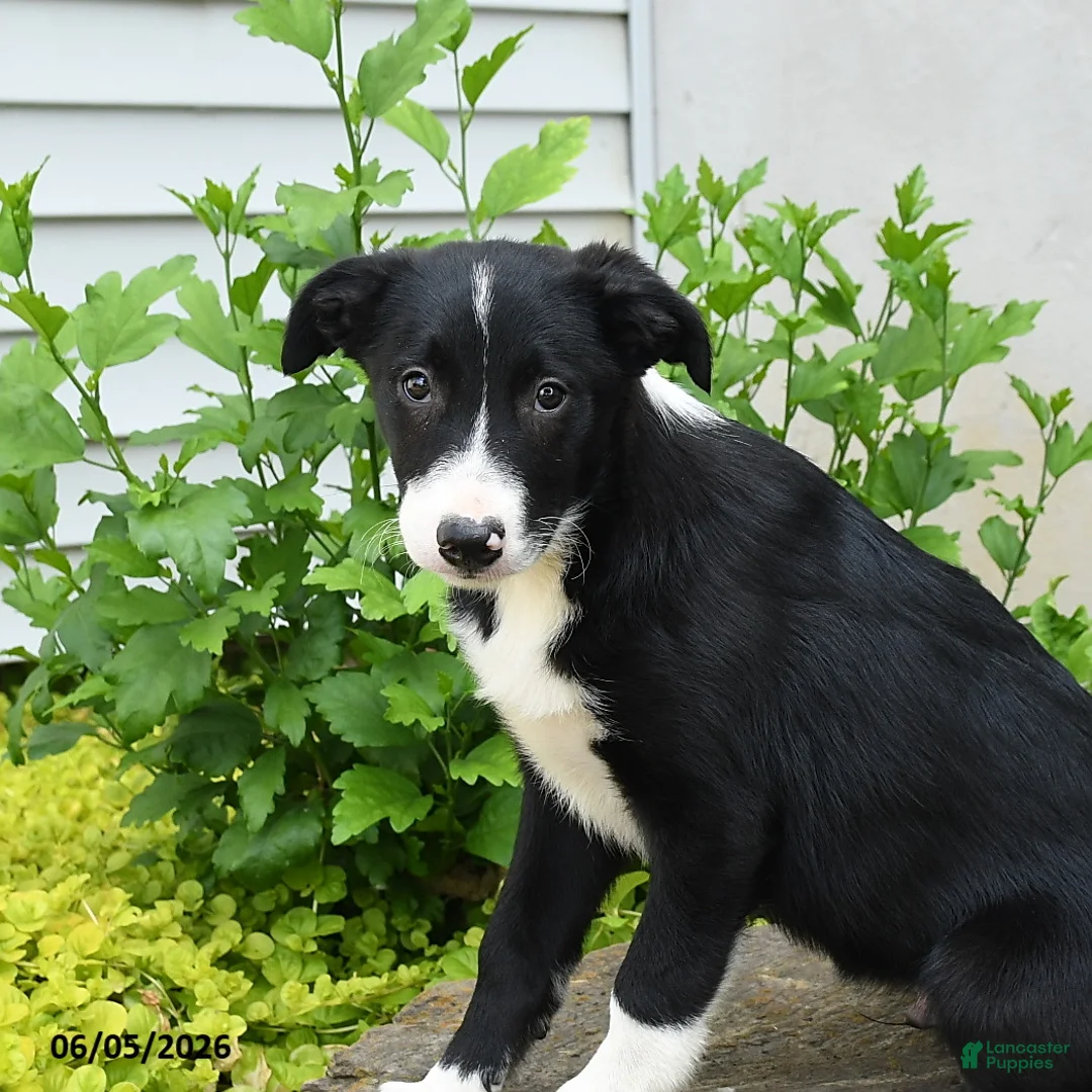 Border Collie dogs for sale: Humperdink - Ad 2