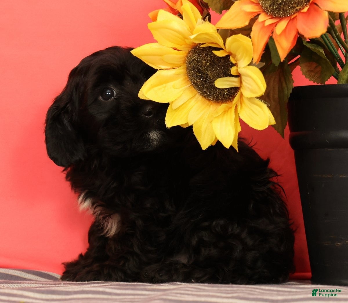 Cavapoo dogs Vito - Ad 2